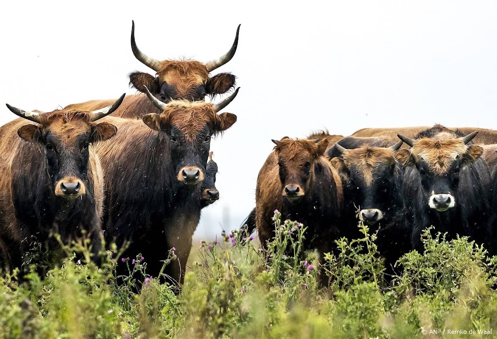 Defensie telt grote grazers in Oostvaardersplassen met drones