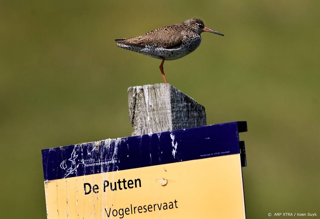 Meer water en minder vee om de weidevogel te redden