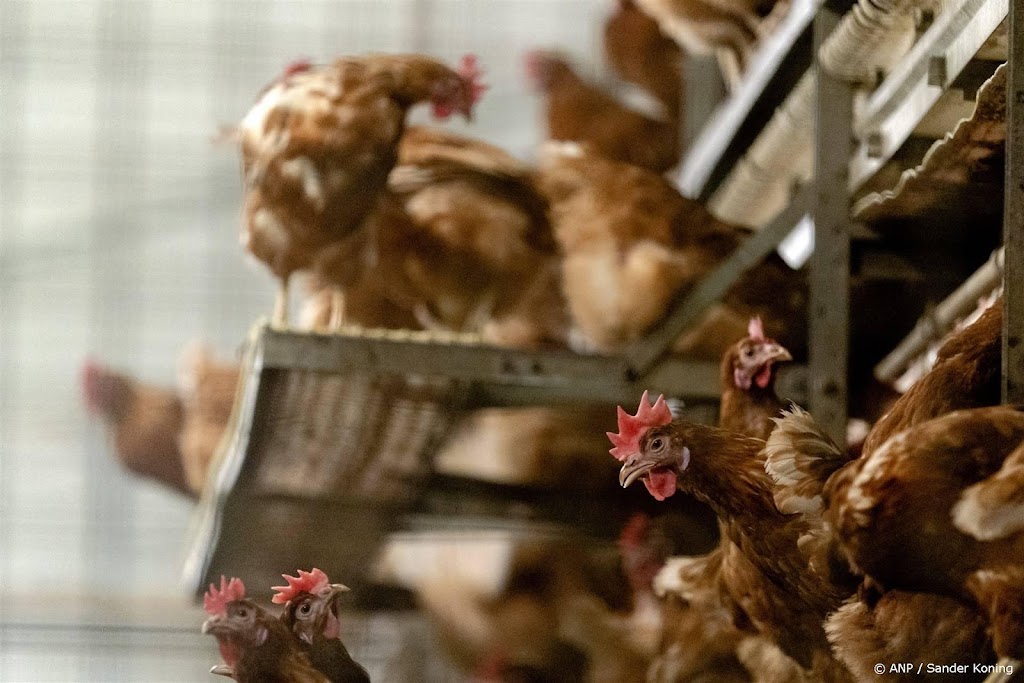 Vogelgriep na jaar weer terug, biokippenbedrijf Putten geruimd