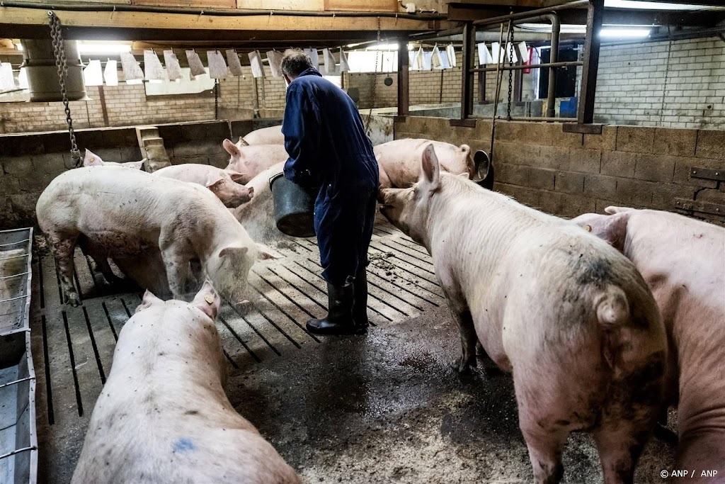 Kippen- en varkensboeren profiteren van Europese schaarste