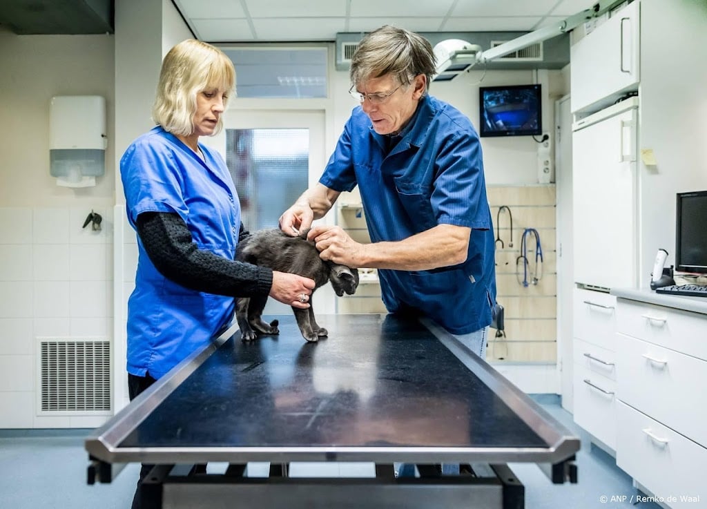 Eigenaar huisdier vaker te duur uit bij dierenarts, zegt ACM