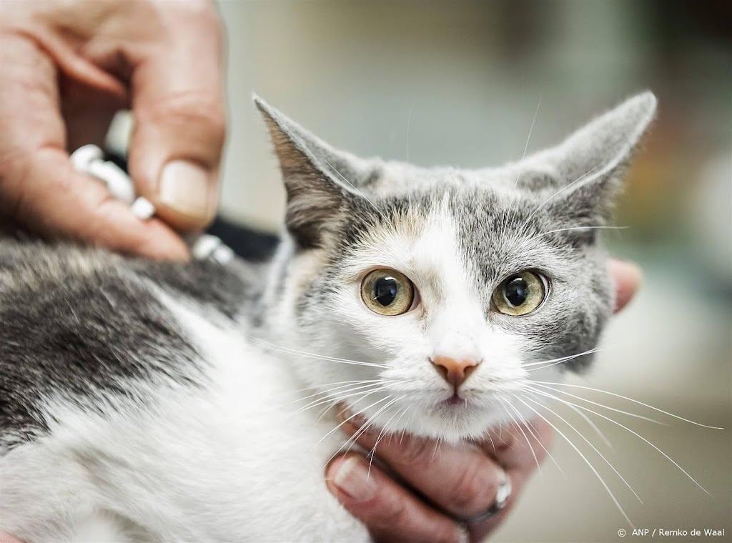 Minister wil dat katten worden gechipt en geregistreerd  