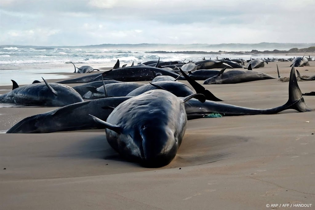157 orka's gestrand in Australische eilandstaat Tasmanië