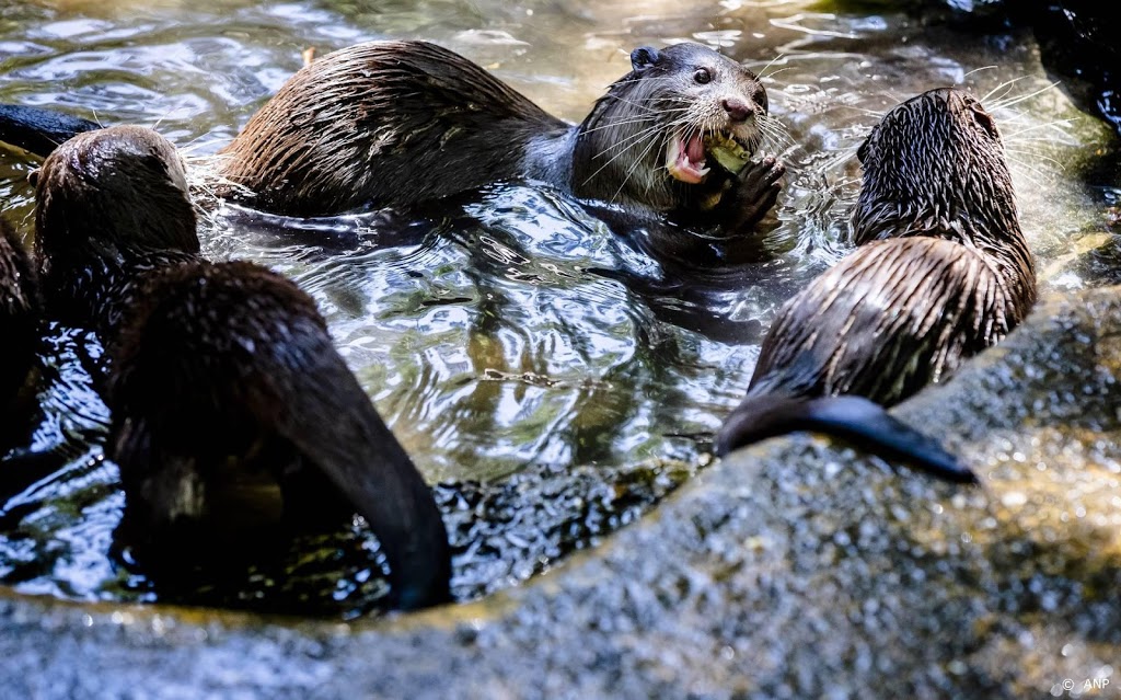 Otters in Amerikaans aquarium hebben corona