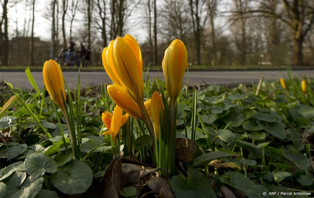 Zelf zaaien voor bloemrijke bermen vaak zinloos en ongewenst