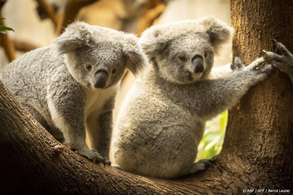 Ouwehands Dierenpark eerste dierentuin in Nederland met koala's