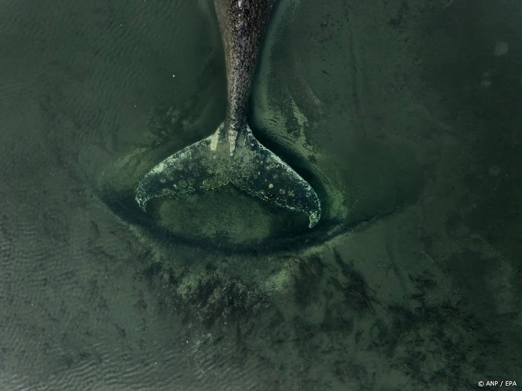 Bultrugwalvis Timmy verzorgd, reddingspoging gaat verder