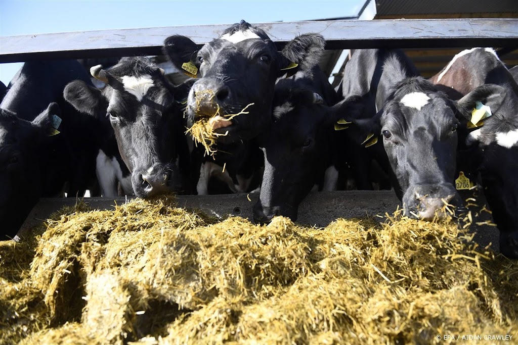 Ierland overweegt ruimen 200.000 koeien tegen klimaatverandering
