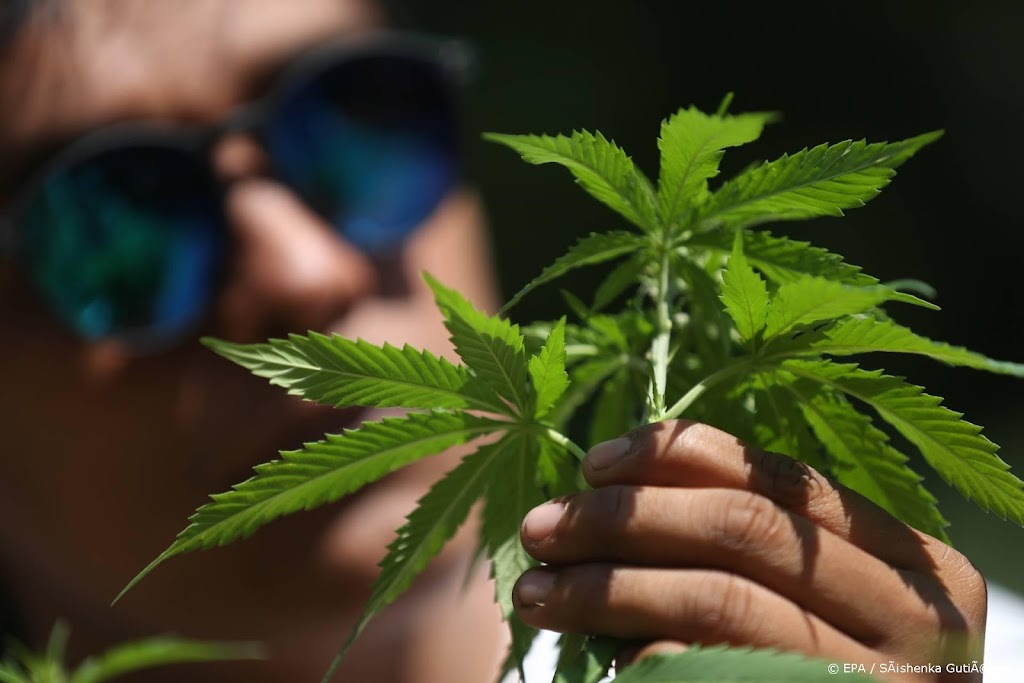 Britse legale cannabismarkt enorm gegroeid door corona 