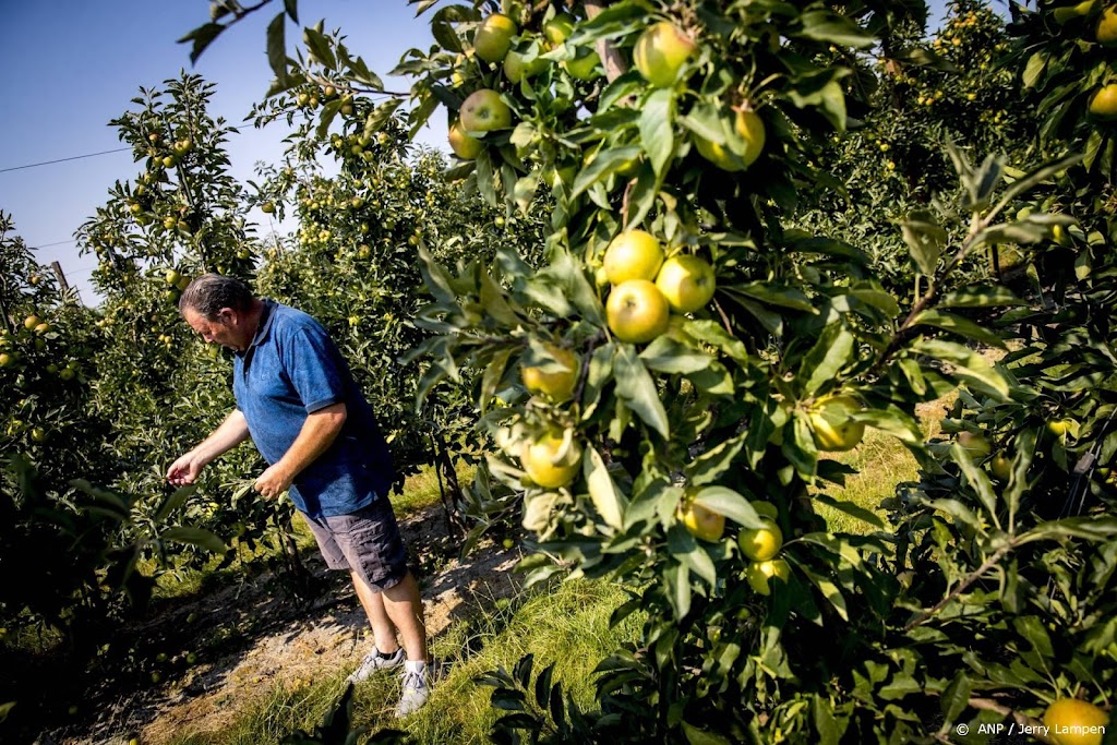 Boeren: aardappelen, suikerbieten en fruit zijn dit jaar kleiner 