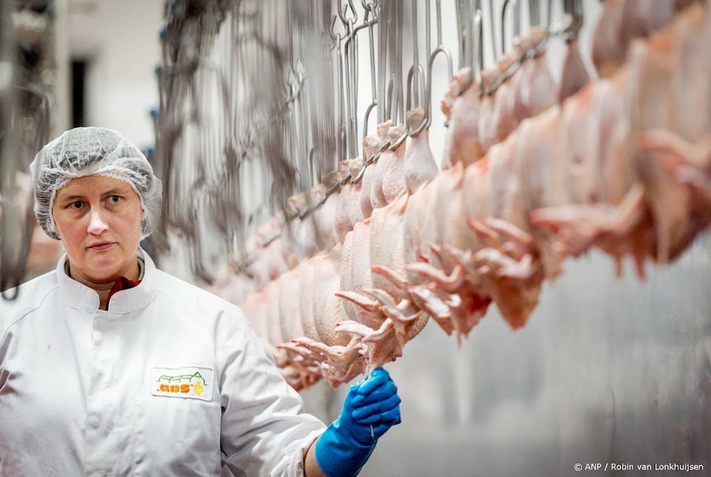Animal Rights: kippen sterven nog steeds vaak bij transport