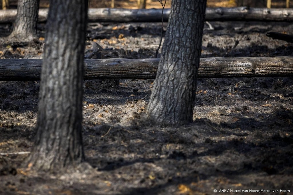 Klimaatverandering bedreigt bomen in steden, waarschuwen experts