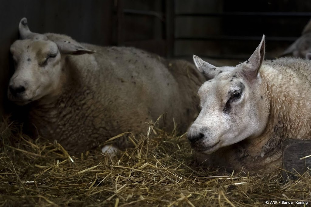 Aantal plekken met blauwtong neemt nauwelijks nog toe