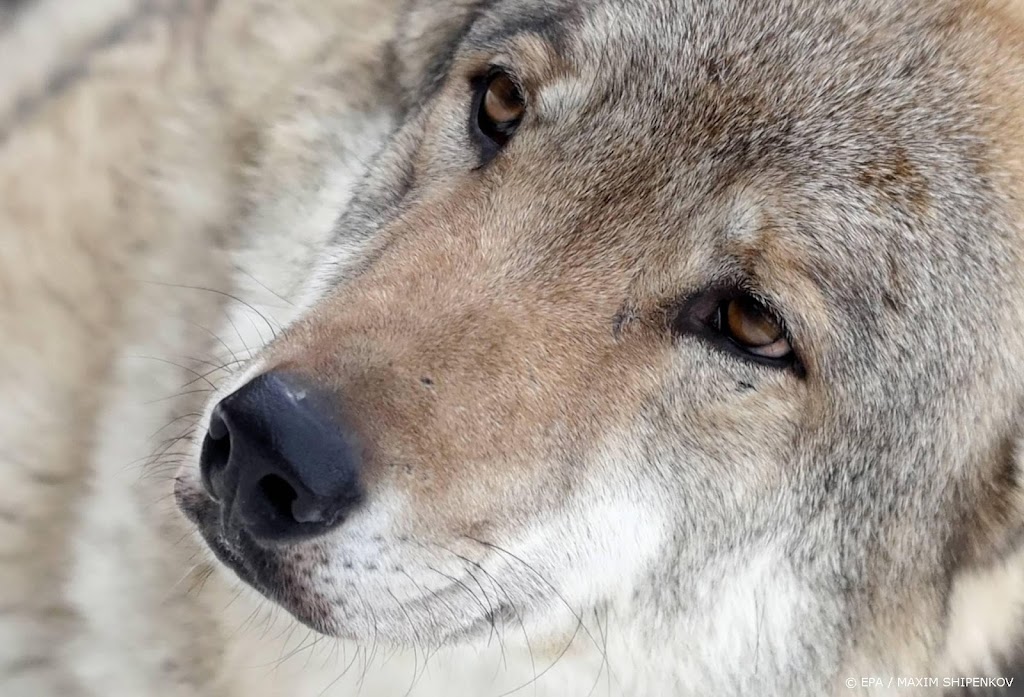 Faunabescherming verhoogt tipgeld over doden wolf 