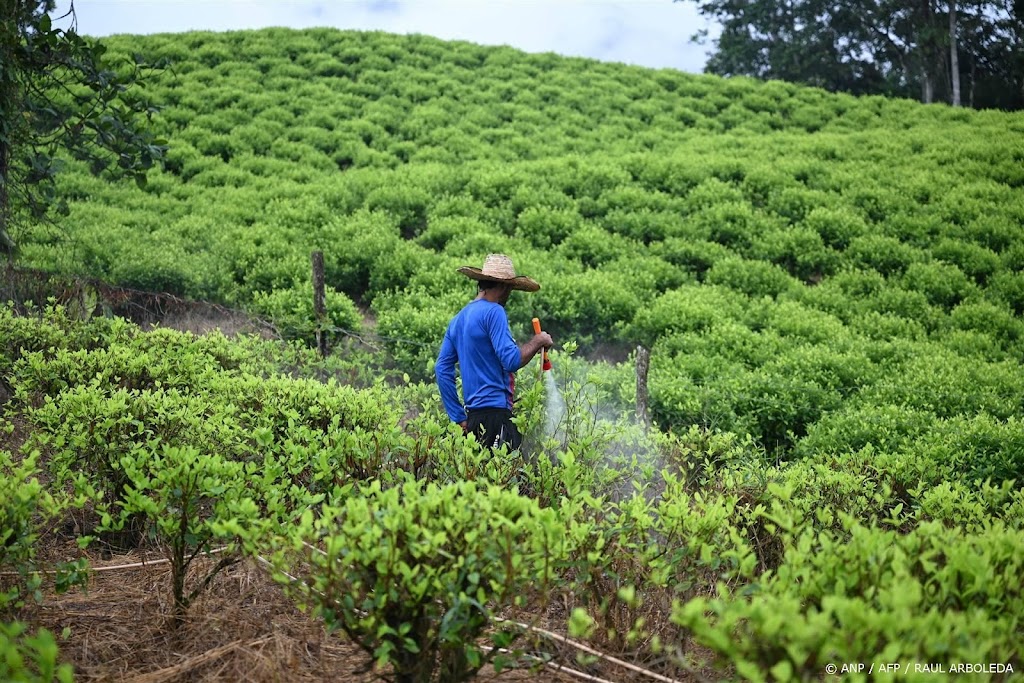 VN: Colombia produceerde recordhoeveelheid cocaïne in 2023