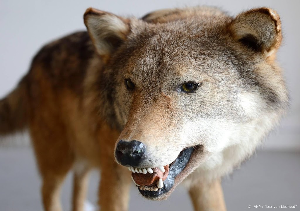 Wolf al drie maanden in Drenthe