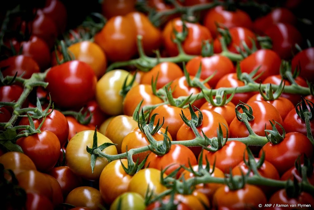 Deskundigen verwachten duurdere tomaten in de winter