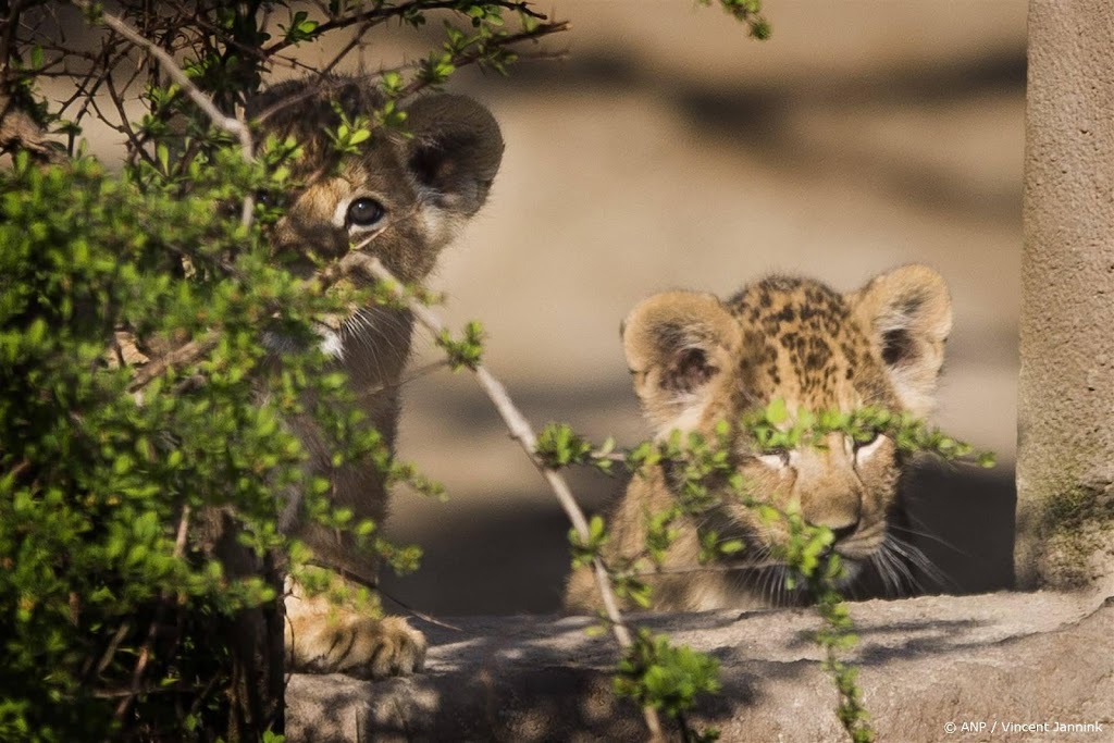 Meer toezicht op dierenparken en stadsboerderijen om vuurwerk