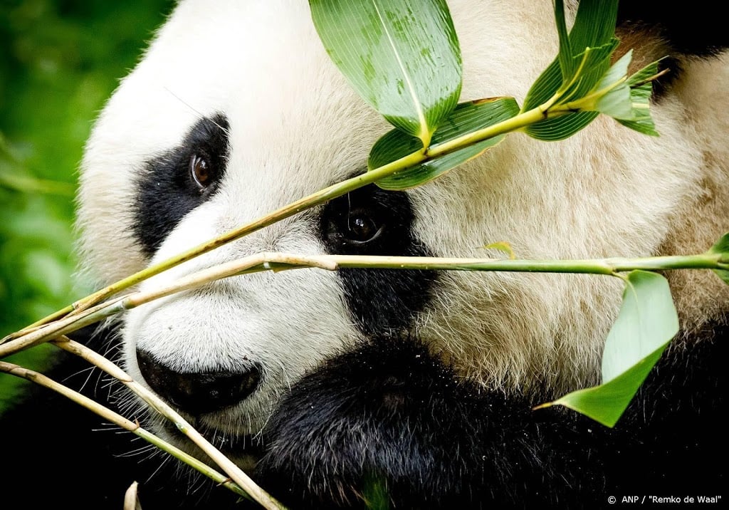 Panda’s Ouwehands hebben voor het eerst gepaard