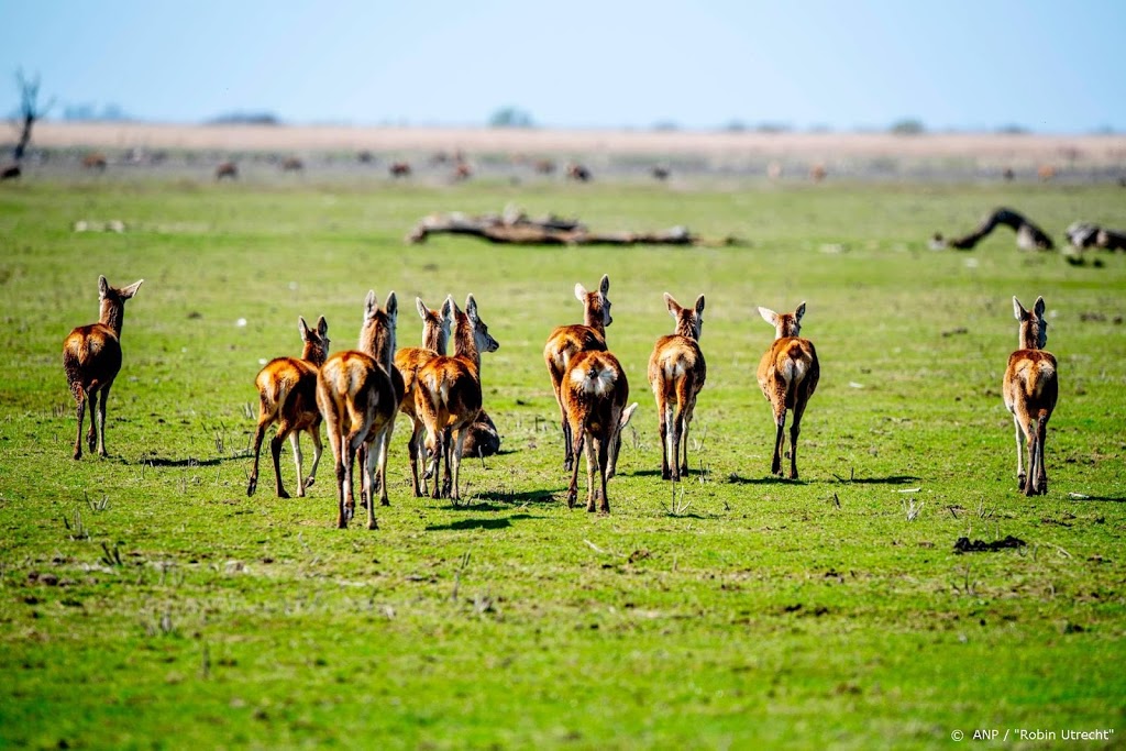 Flevoland: afschieten herten enige keuze