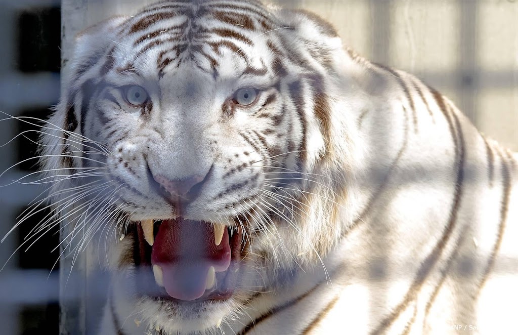 ZooParc in Overloon: witte tijger Rama overleden