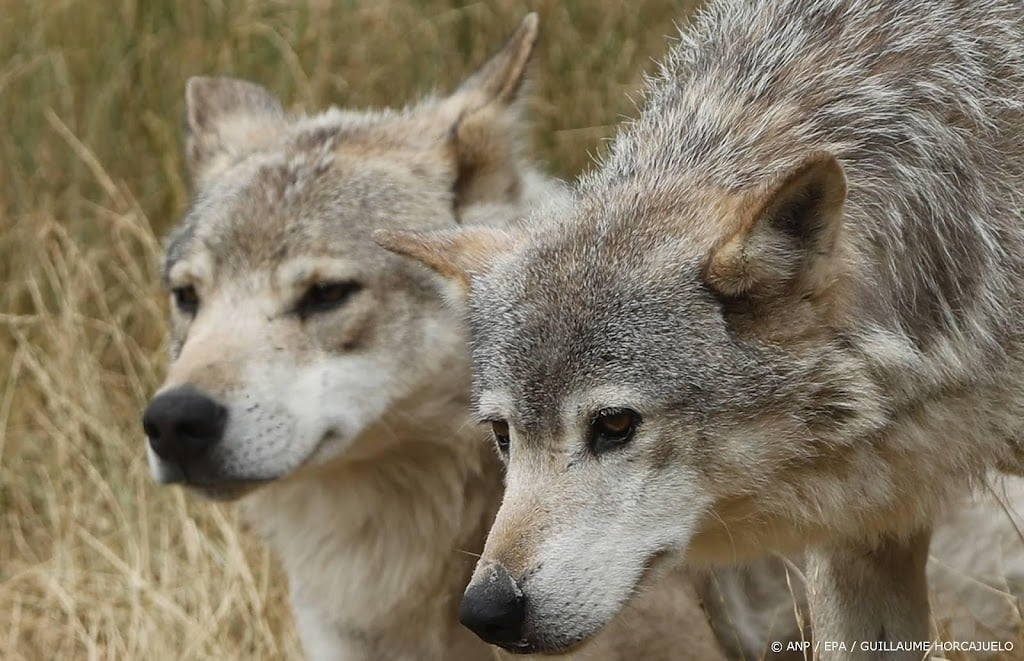 Frankrijk staat toe dat zo'n 200 wolven worden afgeschoten
