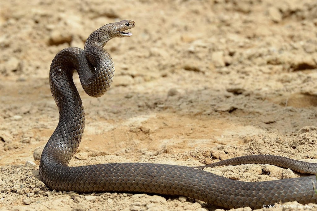 Australiër overleden na slangenbeet