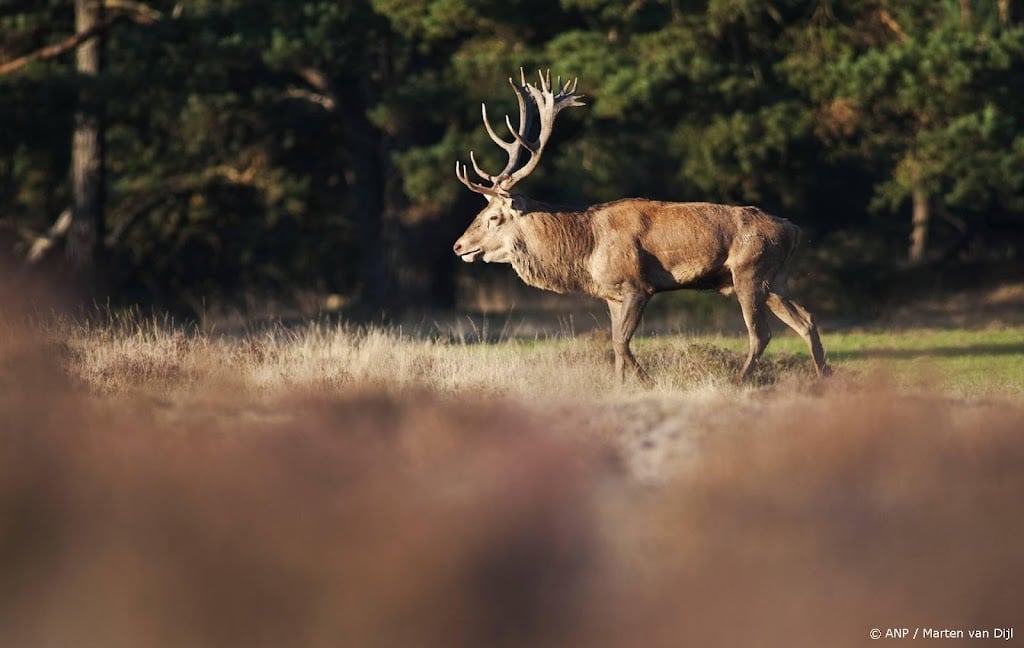 Hoge Veluwe opent jarenlang afgesloten ecoduct voor edelherten