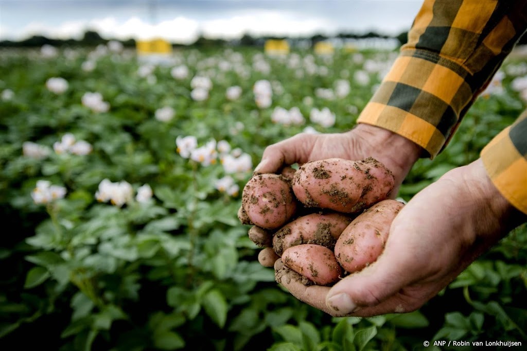WUR meldt 'doorbraak' tegen aardappelziekte door genbewerking