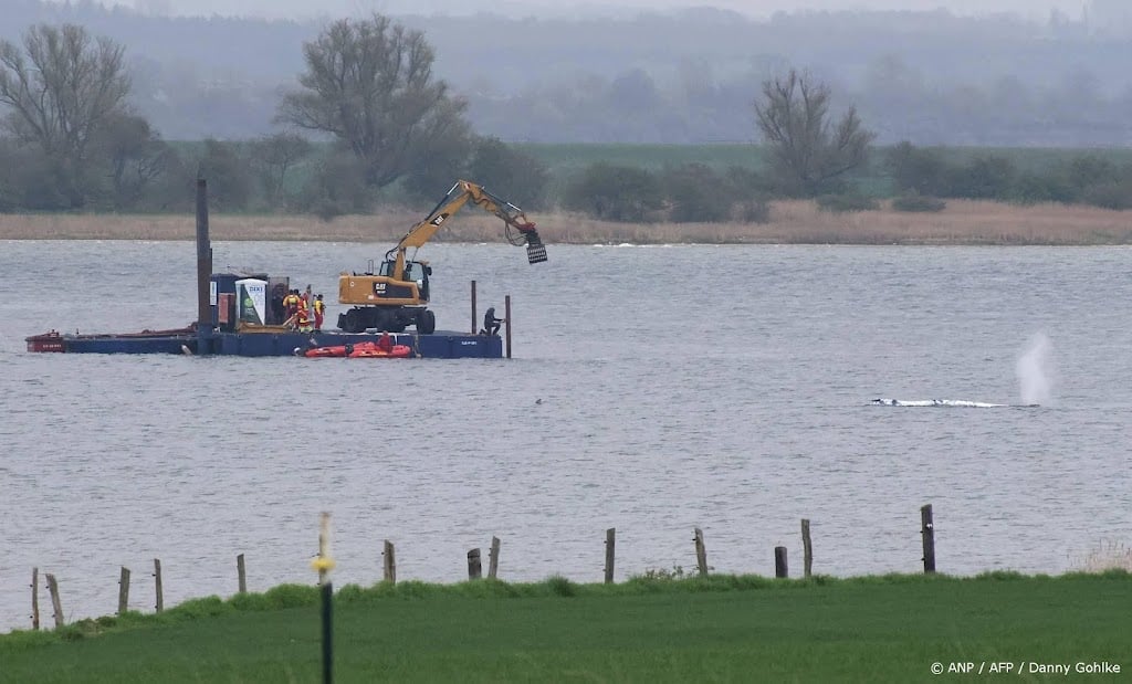 Groeiende bezorgdheid over losgekomen bultrug Timmy 