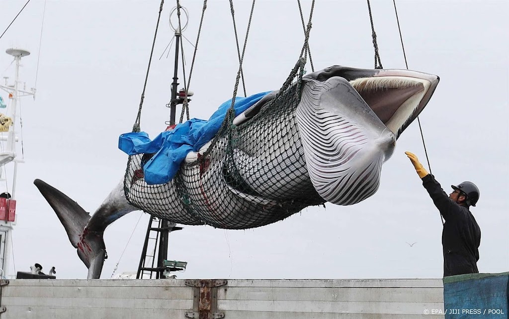IJsland schort commerciële walvisvaart tot september op