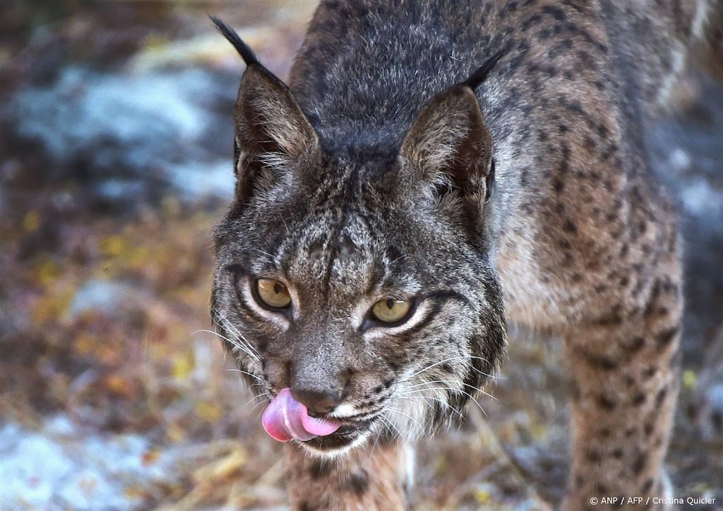 Iberische lynx maakt comeback door intensief herstelprogramma