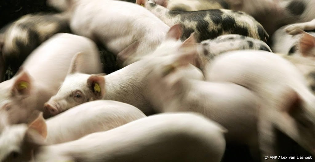 150 varkens lopen los rond na gekantelde vrachtwagen in De Rips