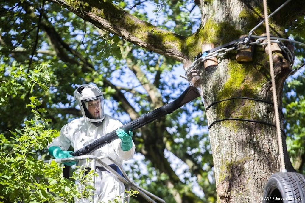 Gemeenten waarschuwen voor eikenprocessierups 