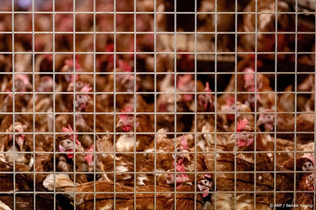 Australië bevestigt eerste geval van H5N1-vogelgriep