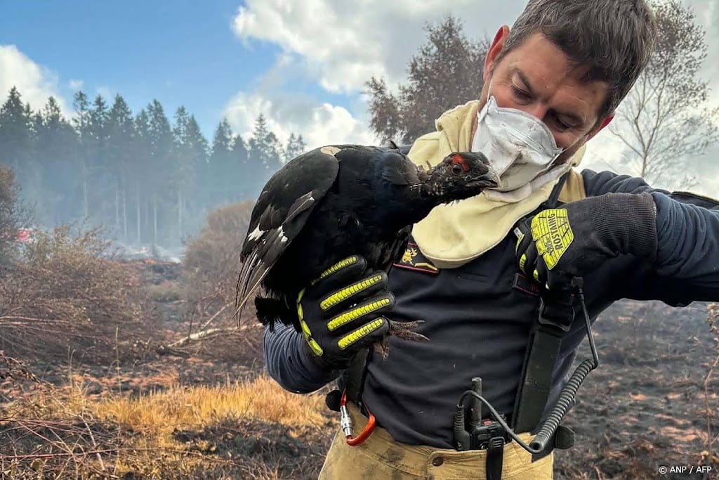 Zeldzaam korhoen gered uit Belgische veenbrand