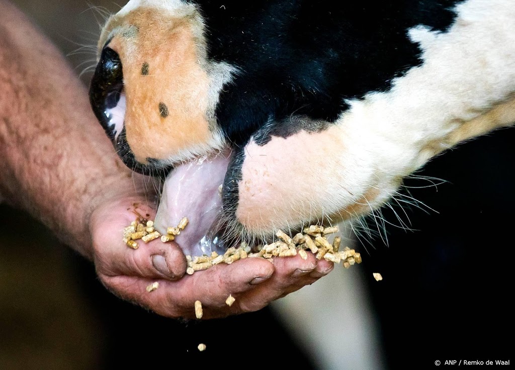 Runderen nu ook afgeschoten in Oostvaardersplassen