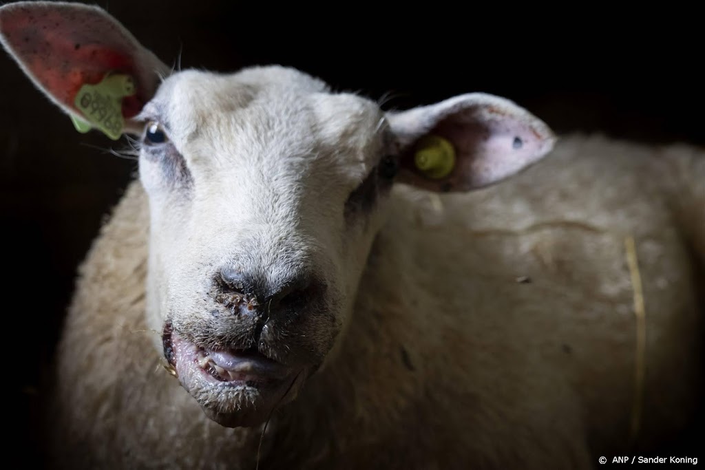 Adema: schade blauwtong te klein voor compensatie