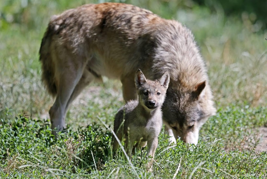 Europese Commissie wil bescherming wolf terugschroeven
