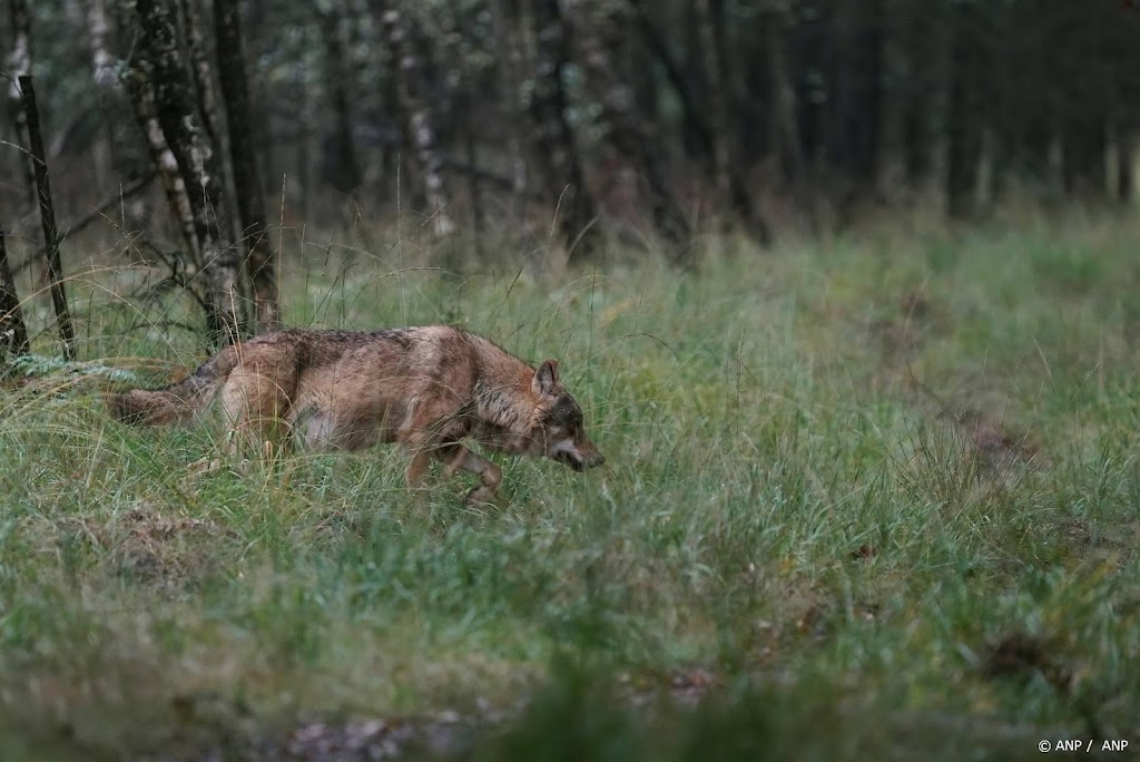 Friese bestuurder noemt Gelders wolvenbeleid onhoudbaar