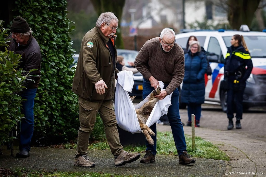 Dierenrechtenclubs vinden aanpak wolf in Hengelo amateuristisch