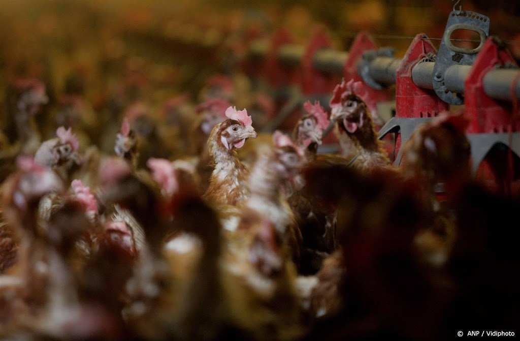 Duizenden kippen omgekomen door brand in Dronten