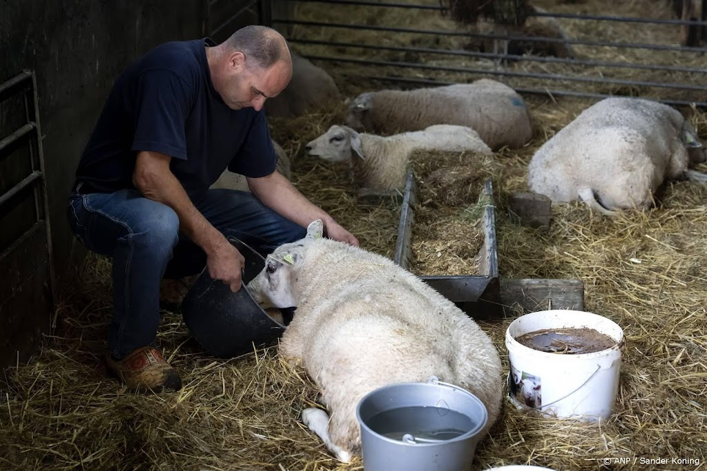 Vorig jaar minder schapen gehouden door blauwtongvirus