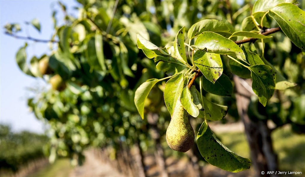 CBS: peren blijven populairder dan appels bij telers