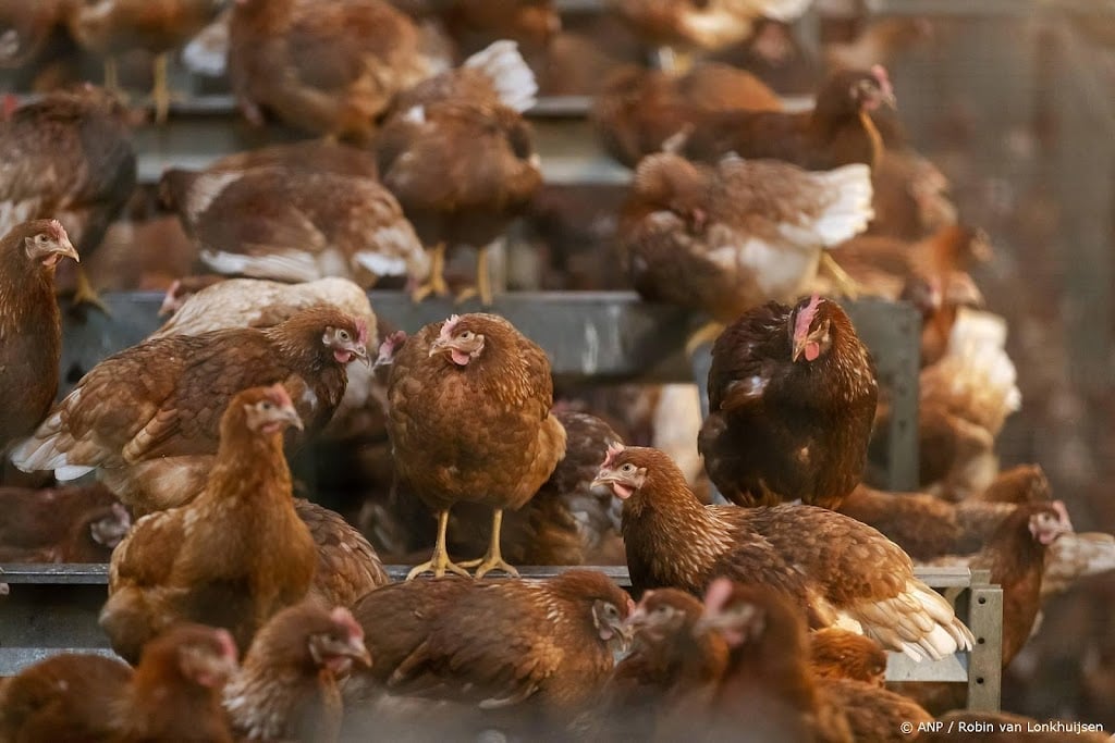 Ophokplicht pluimvee opgeheven, behalve in Gelderse Vallei