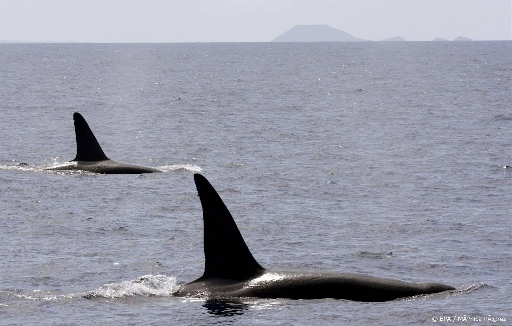 Orka beukt bij Noorwegen op Nederlands zeilschip