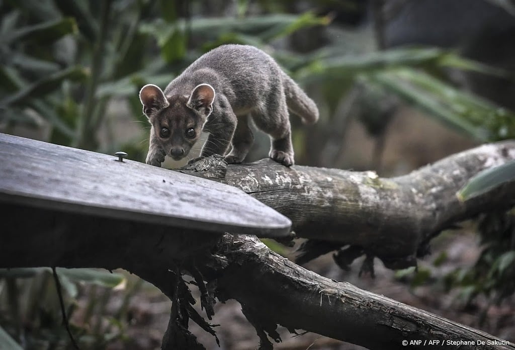 Voor tweede keer fossa's geboren in Nederlands dierenpark