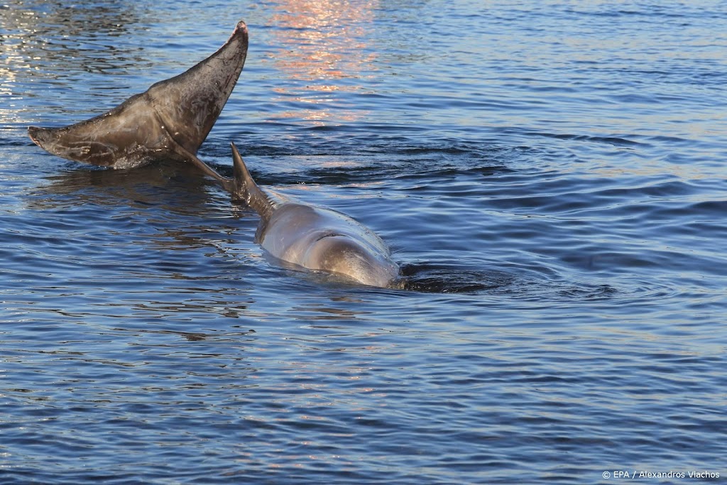 Vrouw die bij Zandvoort dolfijn beklom is aangehouden