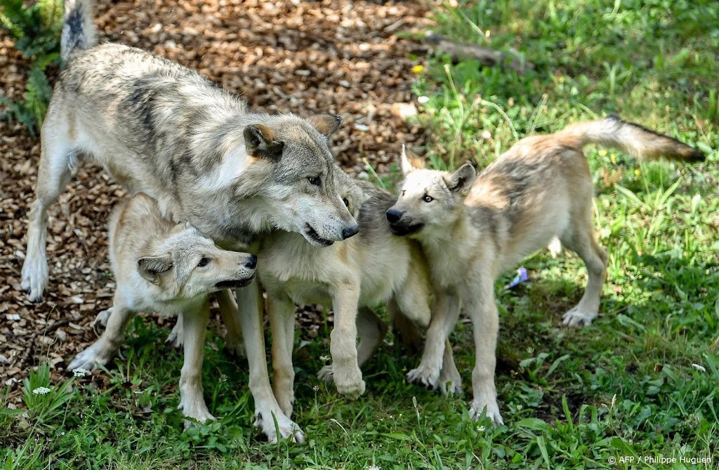 Wolvenwelpen gezien op grens Drenthe en Friesland