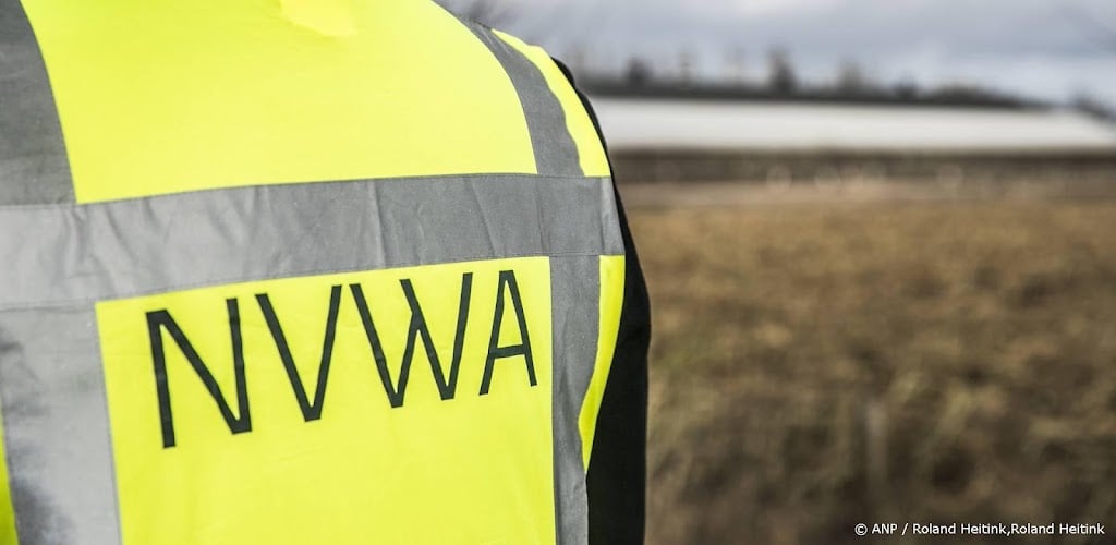 NVWA neemt 100 kilo illegaal gevangen tapijtschelpen in beslag